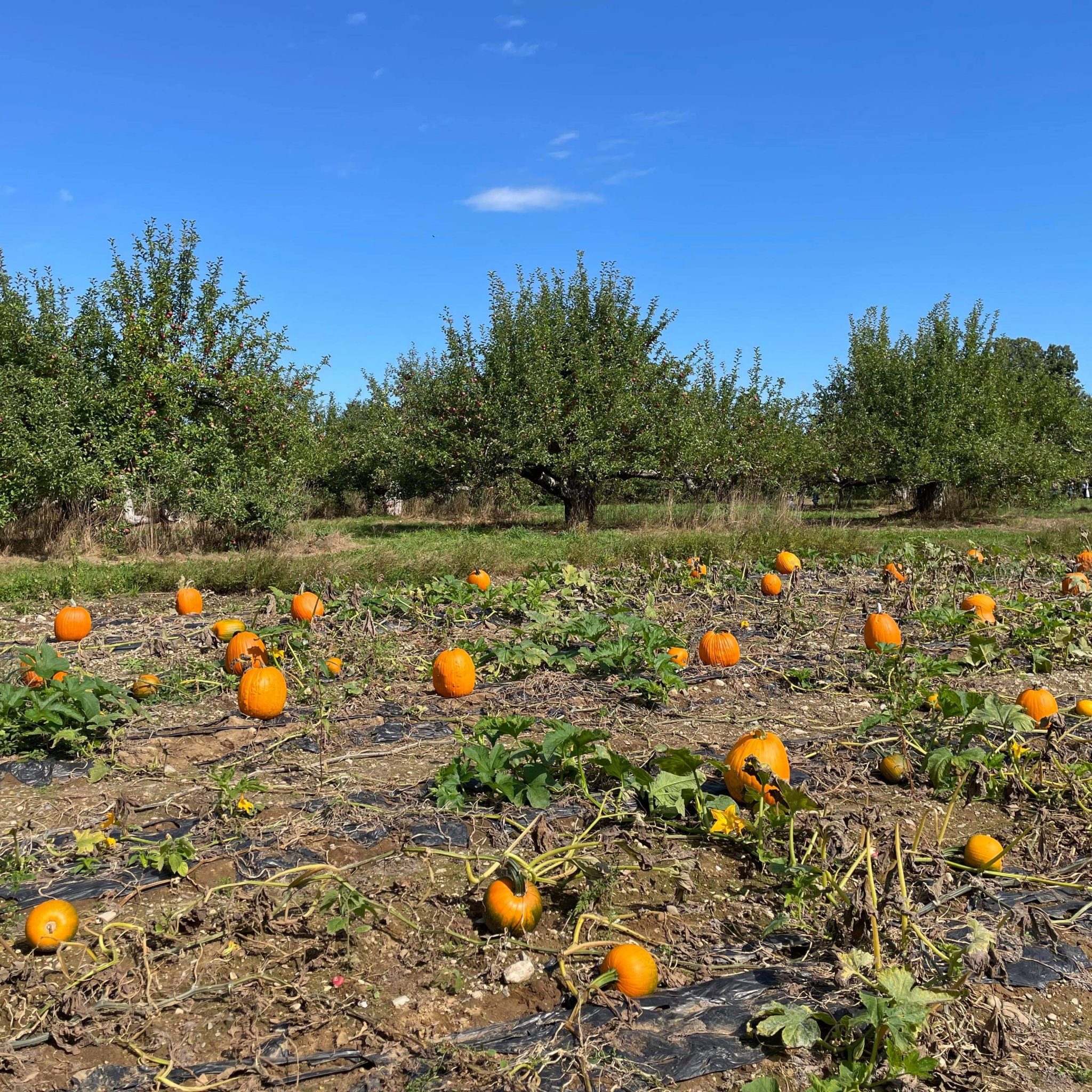 Best Places For Apple Picking In Massachusetts