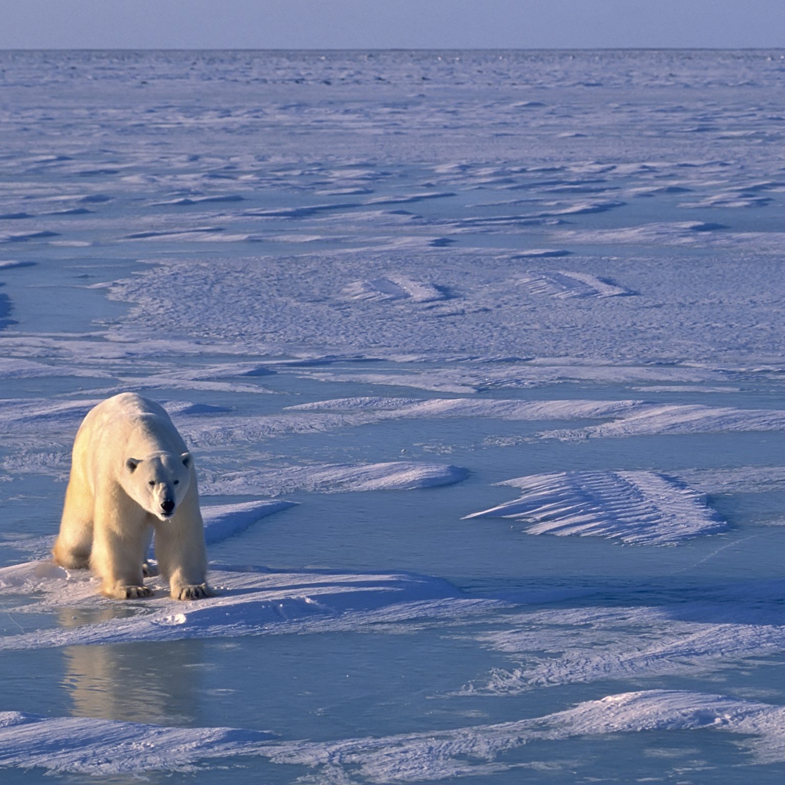 Где всегда мороз то на белом